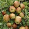 Lei-Appel (Malus Domestica 'Schone Van Boskoop') -Planten Verkoopwinkel malus domestica schone van boskoop 1