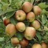 Appelboom (Malus Domestica 'Schone Van Boskoop') -Planten Verkoopwinkel malus domestica schone van boskoop