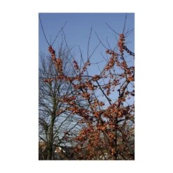 Sierappel Als Struik (Malus 'Evereste') -Planten Verkoopwinkel malus evereste01 2 1
