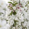 Sierappel (Malus 'Evereste') -Planten Verkoopwinkel malus evereste02