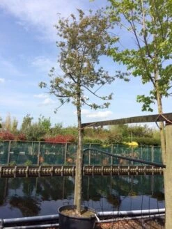 Sierappel (Malus 'Evereste') -Planten Verkoopwinkel malus evereste 2025cm