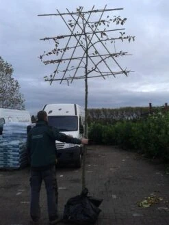 Sierappel Als Leiboom (Malus 'Evereste') -Planten Verkoopwinkel malus evereste lei 2