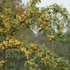 Sierappel (Malus 'Golden Hornet') -Planten Verkoopwinkel malus golden hornet01