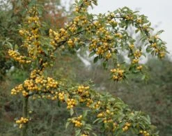 Sierappel Als Leiboom (Malus 'Golden Hornet') -Planten Verkoopwinkel malus golden hornet01 1
