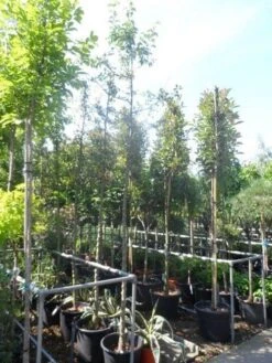 Sierappel (Malus 'Golden Hornet') -Planten Verkoopwinkel malus golden hornet 10 12ho cont 2