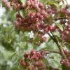 Sierappel (Malus 'John Downie') -Planten Verkoopwinkel malus john downie01