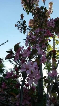 Sierappel (Malus 'Liset') -Planten Verkoopwinkel malus liset