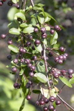 Sierappel (Malus 'Liset') -Planten Verkoopwinkel malus liset01 1