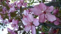 Sierappel (Malus 'Rudolf') -Planten Verkoopwinkel malus liset 2 1 1