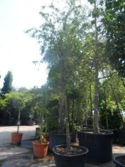 Sierappel (Malus 'Red Sentinel') -Planten Verkoopwinkel malus red sentinel 25 30ho c500