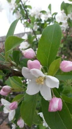 Sierappel (Malus 'Red Sentinel') -Planten Verkoopwinkel malus red sentinel 2