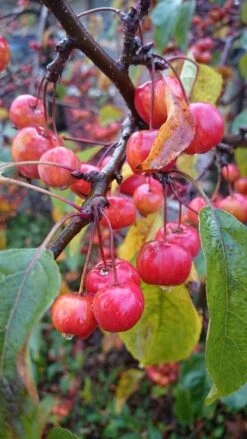 Sierappel Als Leiboom (Malus 'Red Sentinel') -Planten Verkoopwinkel malus red sentinel 2 3 1