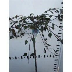 Rode Treursierappel Op Stam (Malus 'Royal Beauty') -Planten Verkoopwinkel malus royal beauty 100cm