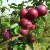 Lei-Appel (Malus Domestica 'Spartan') -Planten Verkoopwinkel malus spartan 2