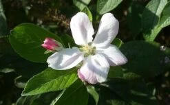 Appelboom (Malus Domestica 'Elstar') -Planten Verkoopwinkel maluselstarbloesem01 2 1