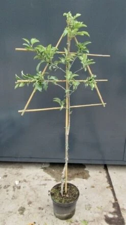 Lei-Appel (Malus Domestica 'Ingrid Marie') -Planten Verkoopwinkel malusleivorm2 1 34 1