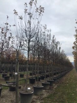 Sierappel (Malus 'Profusion' ) -Planten Verkoopwinkel malusprofusionalsboom