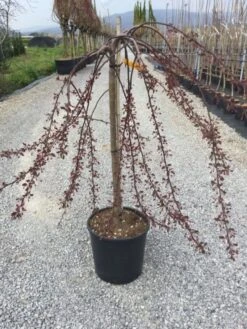 Rode Treursierappel Op Stam (Malus 'Royal Beauty') -Planten Verkoopwinkel malusroyalbeauty01