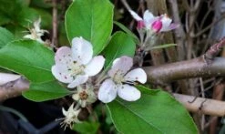 Appelboom (Malus Domestica 'Summerred') -Planten Verkoopwinkel malussummerredbloesem01