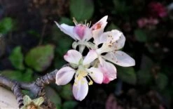 Appelboom (Malus Domestica 'Summerred') -Planten Verkoopwinkel malussummerredbloesem02