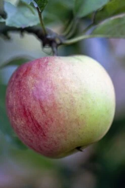 Uitgelichte producten 5 Lei-Appel (Malus Domestica 'Worcester Pearmain')