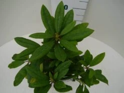 Rhododendron (Rhododendron 'Marcel Menard') -Planten Verkoopwinkel marcel mennard c2 boven 1