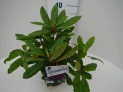 Rhododendron (Rhododendron 'Marcel Menard') -Planten Verkoopwinkel marcel mennard c2 zij 2
