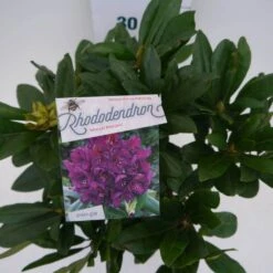 Rhododendron (Rhododendron 'Marcel Menard') -Planten Verkoopwinkel marcel mennard c5 boven 1