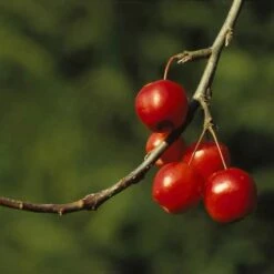 Sierappel (Malus 'Red Sentinel') -Planten Verkoopwinkel marsenti 17 1