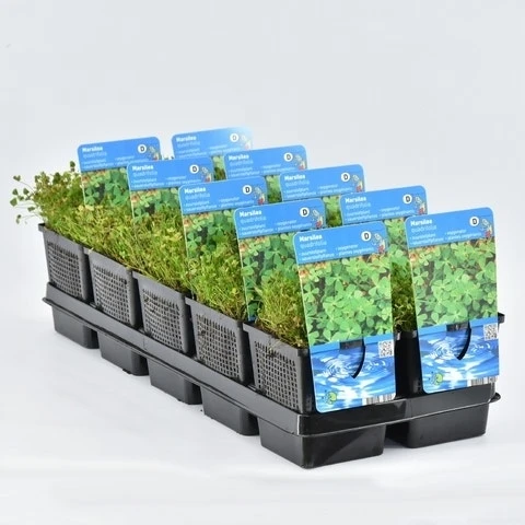 Klaverbladvaren (Marsilea Quadrifolia) 2 Klaverbladvaren (Marsilea Quadrifolia) - Afbeelding 2