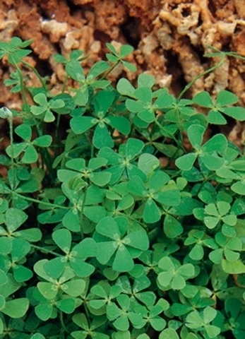 Klaverbladvaren (Marsilea Quadrifolia) 1 Klaverbladvaren (Marsilea Quadrifolia)