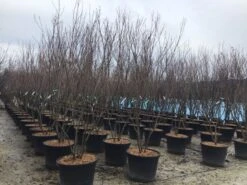 Meerstammige Kornoelje (Cornus Kousa 'Milky Way') -Planten Verkoopwinkel meerstamcornusmilkyway 1