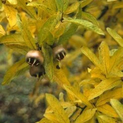 Mispel (Mespilus Germanica) -Planten Verkoopwinkel megerman 9