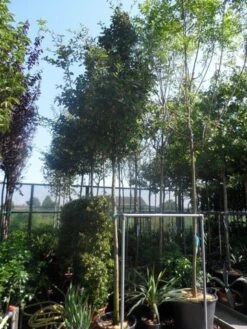 Mispel (Mespilus Germanica) 17 Mispel (Mespilus Germanica) -Planten Verkoopwinkel mespilus germanica 12 14 16ho cont 1