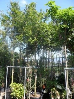 Mispel (Mespilus Germanica) 15 Mispel (Mespilus Germanica) -Planten Verkoopwinkel mespilus germanica 18 20ho cont 1