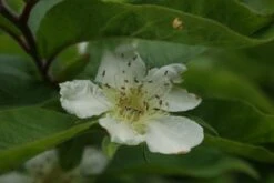 Mispel (Mespilus Germanica) -Planten Verkoopwinkel mespilus germanica 3