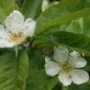 Mispel (Mespilus Germanica) -Planten Verkoopwinkel mespilus germanica 4 1