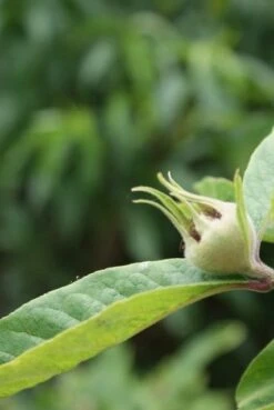 Mispel (Mespilus Germanica) 11 Mispel (Mespilus Germanica) -Planten Verkoopwinkel mespilus germanica 5 1