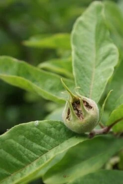 Mispel (Mespilus Germanica) 16 Mispel (Mespilus Germanica) -Planten Verkoopwinkel mespilus germanica 6 1