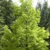Watercipres (Metasequoia Glyptostroboides) -Planten Verkoopwinkel metasequoia glyptostroboides01