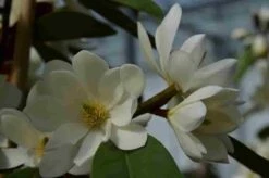 Michelia 'Fairy Magnolia White' -Planten Verkoopwinkel michelia fairy magnolia blush 2