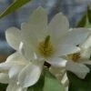 Michelia 'Fairy Magnolia White' 2 Michelia 'Fairy Magnolia White' -Planten Verkoopwinkel michelia fairy magnolia blush 2 2