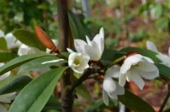 Michelia 'Fairy Magnolia White' -Planten Verkoopwinkel michelia fairy magnolia blush 3 2