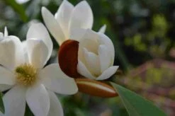 Uitgelichte producten -Planten Verkoopwinkel michelia fairy magnolia blush 4