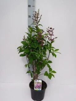 Sering (Syringa Villosae 'Minuet') -Planten Verkoopwinkel minuet