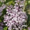 Dwergsering (Syringa Patula 'Miss Kim') -Planten Verkoopwinkel miss kim