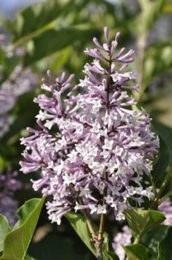 Dwergsering (Syringa Patula 'Miss Kim')
