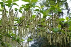 Staartaar (Stachyurus Praecox) -Planten Verkoopwinkel moja00886 1 1