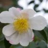 Camelia (Camellia Sasanqua 'Hino De Gumo') -Planten Verkoopwinkel moja01077