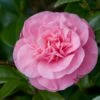 Camelia (Camellia Japonica 'Marie Bracey') -Planten Verkoopwinkel moja01193 1